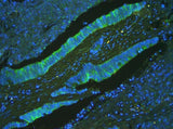 Anti-ATP5G1,2,3/ATP5MC1,2,3 Antibody Picoband® Boster Bio