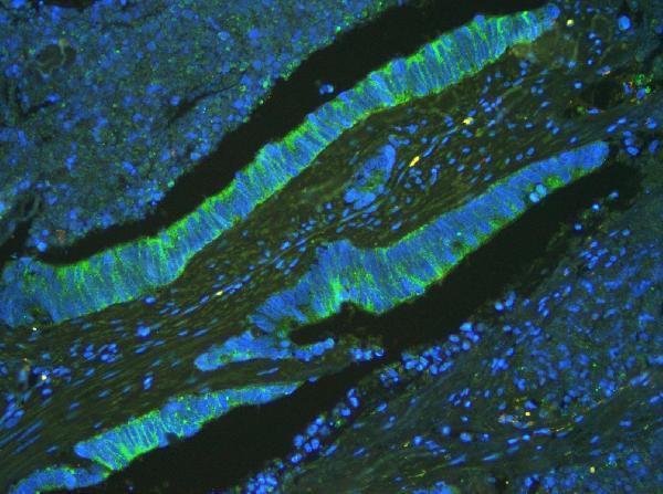 Anti-ATP5G1,2,3/ATP5MC1,2,3 Antibody Picoband® Boster Bio