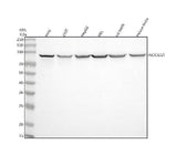 Anti-B7H6/NCR3LG1 Antibody Picoband® Boster Bio