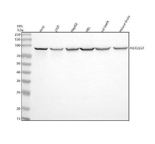 Anti-B7H6/NCR3LG1 Antibody Picoband® Boster Bio