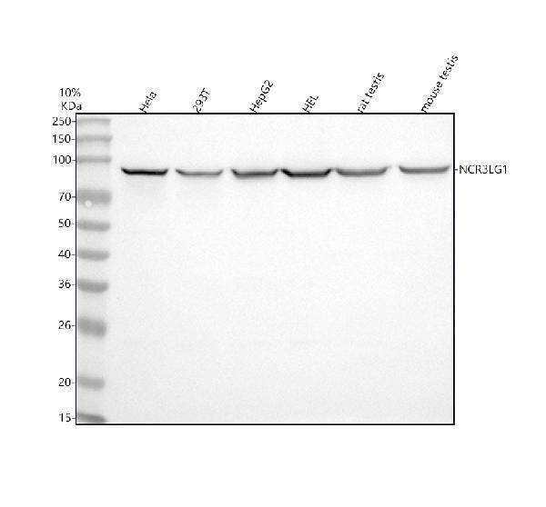Anti-B7H6/NCR3LG1 Antibody Picoband® Boster Bio