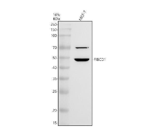 Anti-FIBCD1 Antibody Picoband® Boster Bio