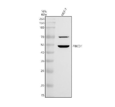 Anti-FIBCD1 Antibody Picoband® Boster Bio