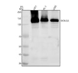 Anti-ENGASE Antibody Picoband® Boster Bio
