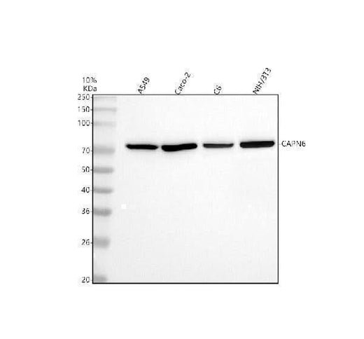 Anti-Calpain 6/CAPN6 Antibody Picoband® Boster Bio