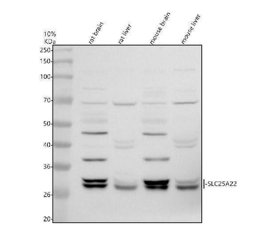 Anti-SLC25A22 Antibody Picoband® Boster Bio