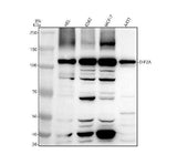 Anti-DIP2A Antibody Picoband® Boster Bio