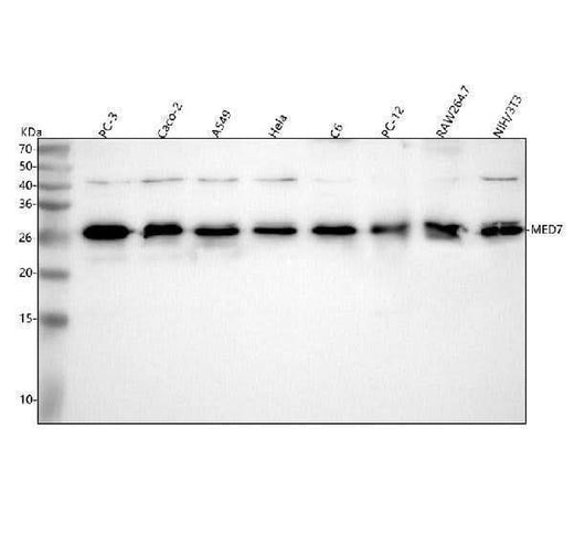 Anti-MED7 Antibody Picoband® Boster Bio