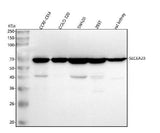 Anti-SLC6A20 Antibody Picoband® Boster Bio