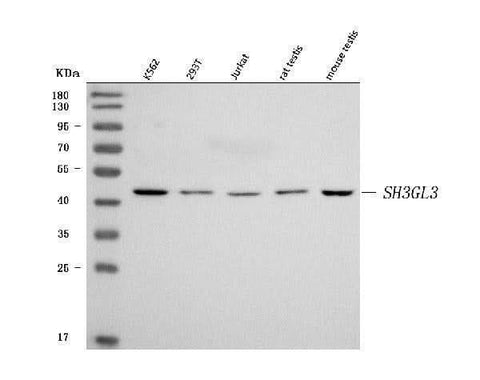 Anti-SH3GL3 Antibody Picoband® Boster Bio