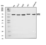 Anti-NUP58 Antibody Picoband® Boster Bio