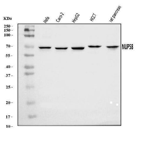 Anti-NUP58 Antibody Picoband® Boster Bio