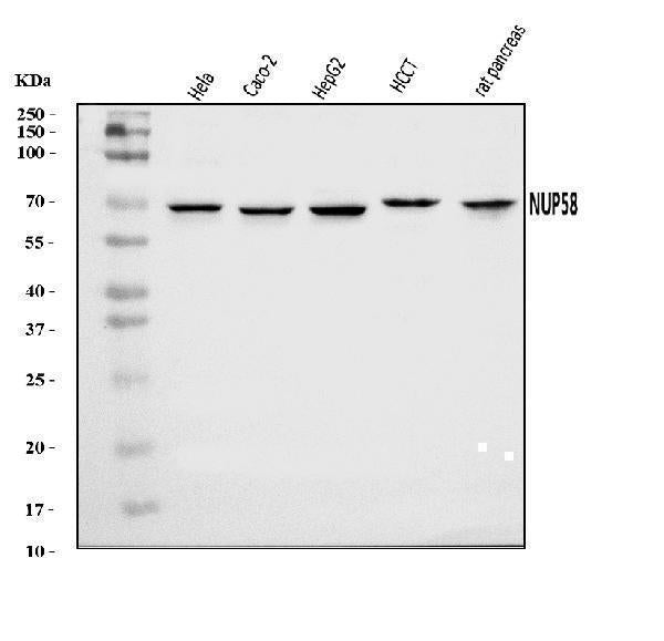 Anti-NUP58 Antibody Picoband® Boster Bio
