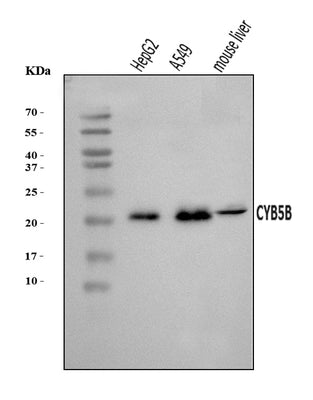 Anti-CYB5B Antibody Picoband® Boster Bio