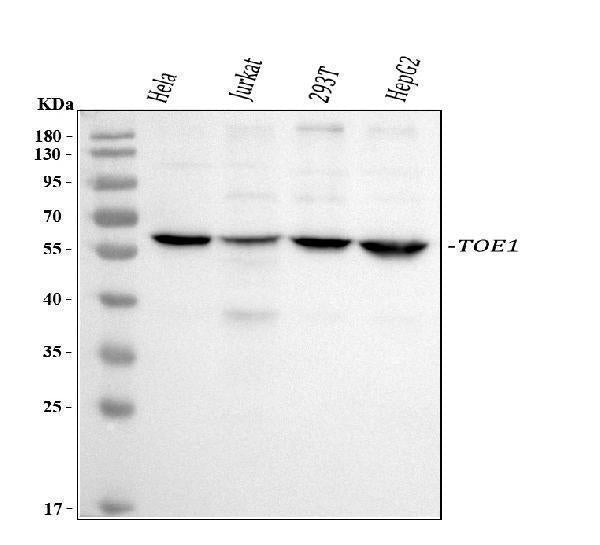 Anti-TOE1 Antibody Picoband® Boster Bio