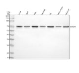 Anti-YTHDF1 Antibody Picoband® Boster Bio