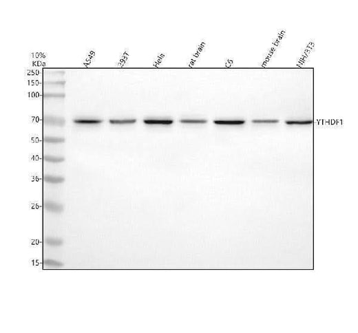Anti-YTHDF1 Antibody Picoband® Boster Bio