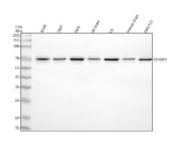 Anti-YTHDF1 Antibody Picoband® Boster Bio
