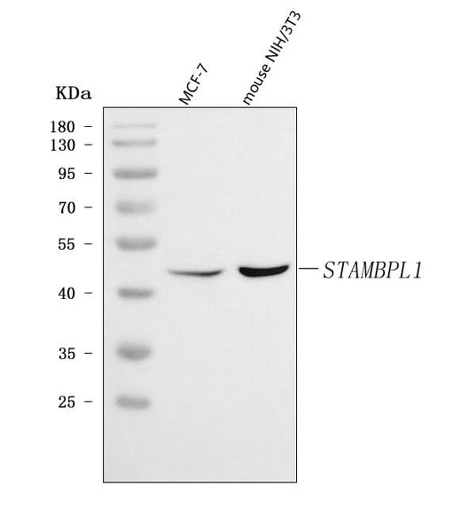 Anti-AMSH-LP/STAMBPL1 Antibody Picoband® Boster Bio