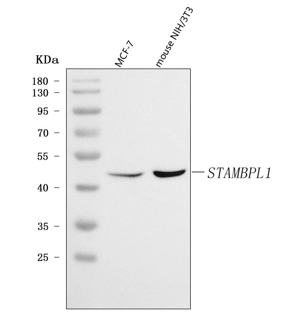 Anti-AMSH-LP/STAMBPL1 Antibody Picoband® Boster Bio