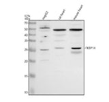 Anti-FKBP14 Antibody Picoband® Boster Bio