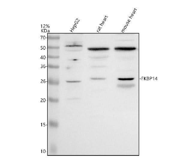 Anti-FKBP14 Antibody Picoband® Boster Bio