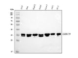 Anti-LRRC59 Antibody Picoband® Boster Bio
