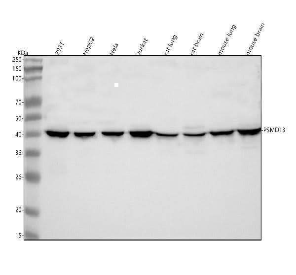 Anti-PSMD13 Antibody Picoband® Boster Bio