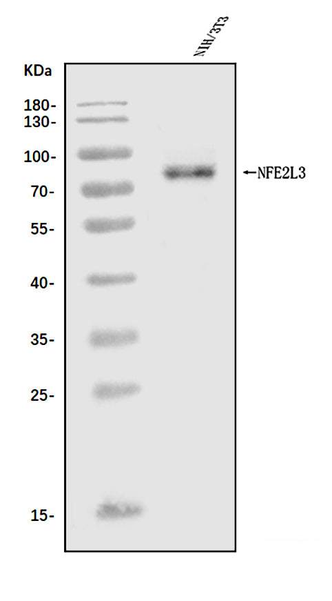 Anti-Nfe2l3 Antibody Picoband® Boster Bio