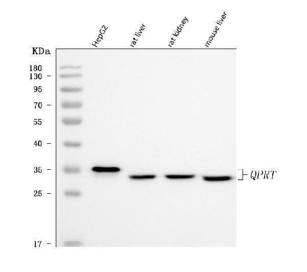 Anti-QPRT Antibody Picoband® Boster Bio