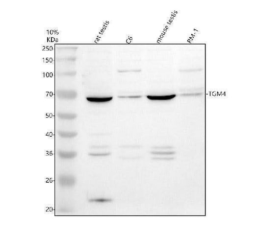 Anti-TGM4 Antibody Picoband® Boster Bio