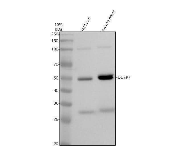 Anti-ENPP4 Antibody Picoband® Boster Bio
