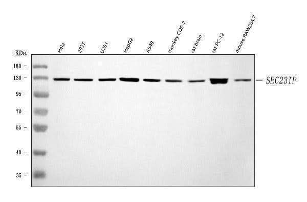 Anti-SEC23IP Antibody Picoband® Boster Bio