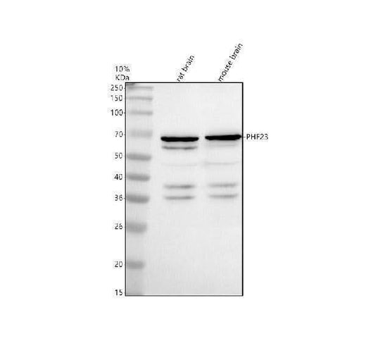 Anti-PHF23 Antibody Picoband® Boster Bio