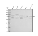 Anti-RP9 Antibody Picoband® Boster Bio