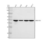 Anti-ENPP7 Antibody Picoband® Boster Bio