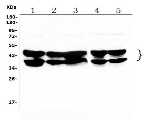 Anti-hnRNP D/AUF1/HNRNPD Antibody Picoband® Boster Bio