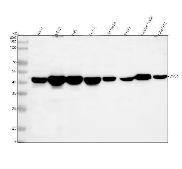 Anti-LYAR Antibody Picoband® Boster Bio