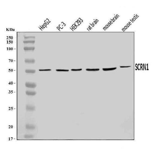 Anti-SCRN1 Antibody Picoband® Boster Bio