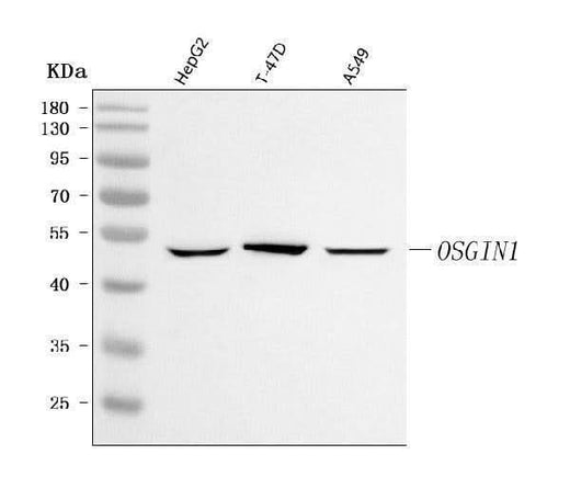 Anti-OSGIN1 Antibody Picoband® Boster Bio