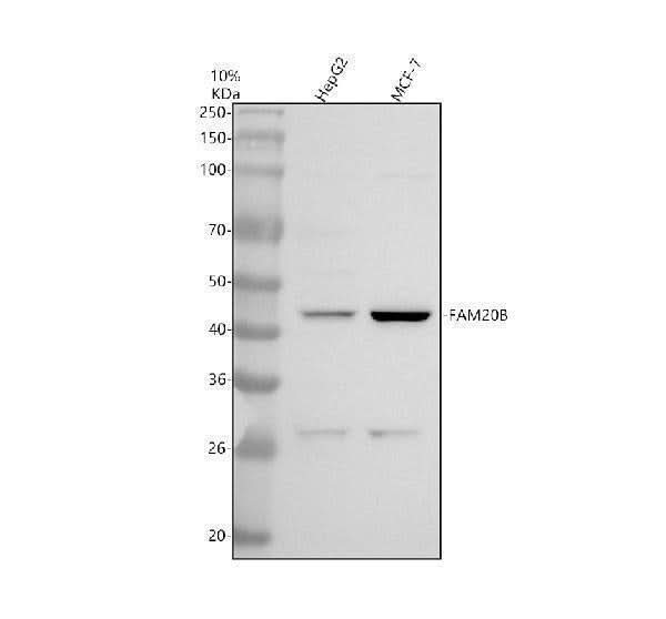 Anti-FAM20B Antibody Picoband® Boster Bio
