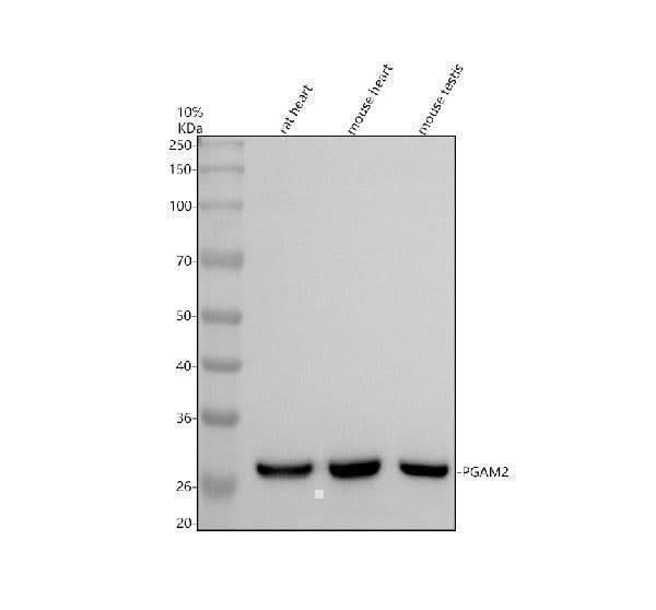 Anti-PGAM2 Antibody Picoband® Boster Bio