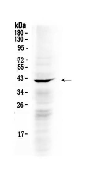 Anti-NDRG3 Antibody Picoband® Boster Bio