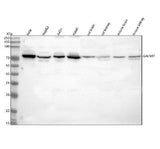Anti-GALNT7 Antibody Picoband® Boster Bio