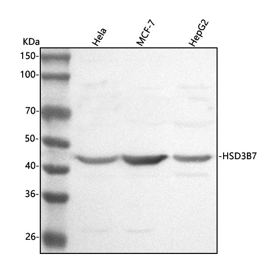 Anti-HSD3B7 Antibody Picoband® Boster Bio