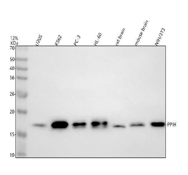 Anti-PPIH Antibody Picoband® Boster Bio