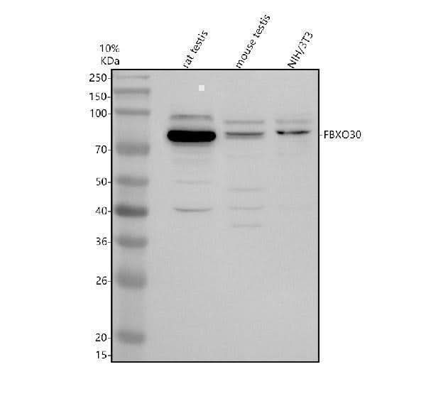 Anti-FBXO30 Antibody Picoband® Boster Bio