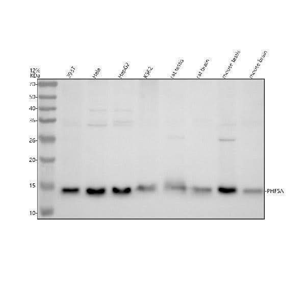 Anti-PHF5A Antibody Picoband® Boster Bio