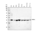 Anti-P15RS/RPRD1A Antibody Picoband® Boster Bio