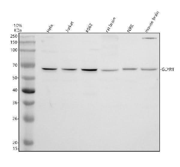 Anti-GLYR1 Antibody Picoband® Boster Bio